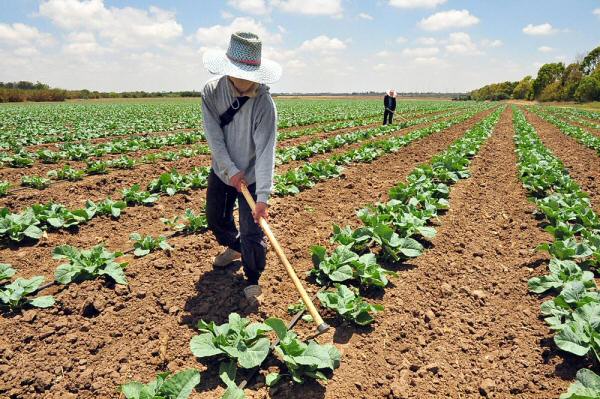 Del campus al campo: carta de un joven agricultor a la sociedad