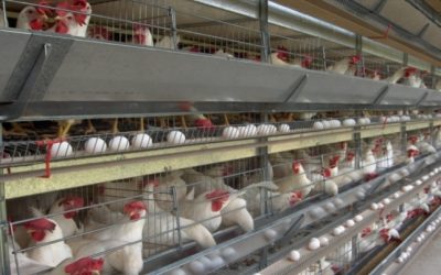 La ley del gallinero